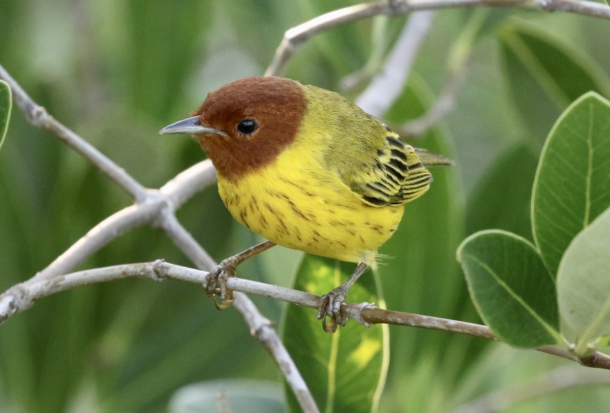 Yellow Warbler (Mangrove) - John Bruin
