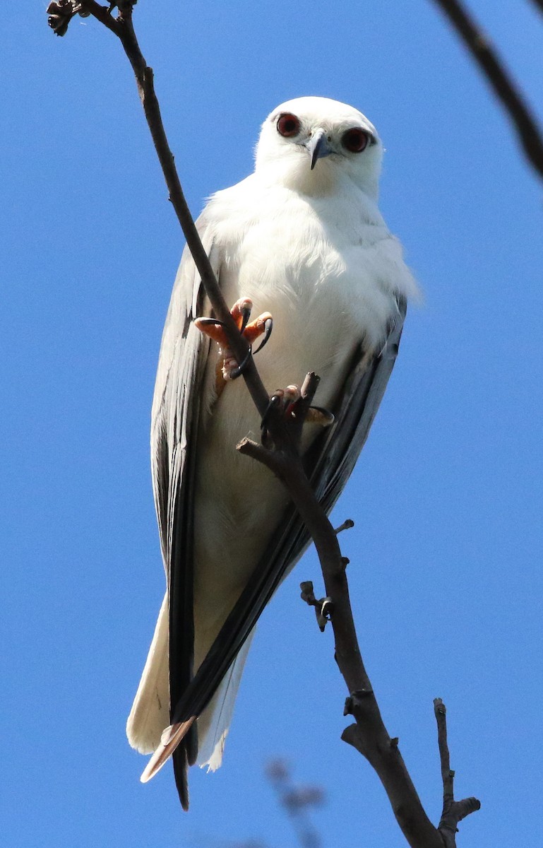 Black-shouldered Kite - Martin Allen
