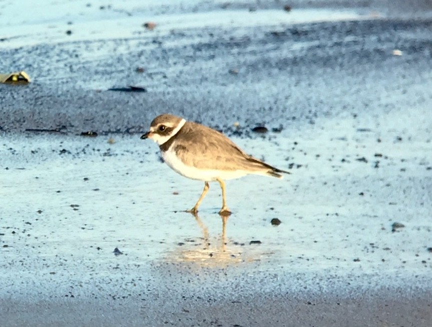Semipalmated Plover - ML188009821