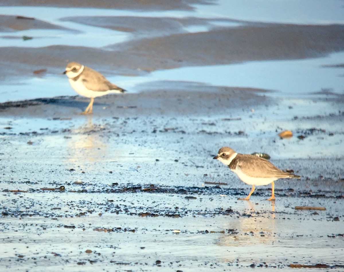 Semipalmated Plover - ML188009831