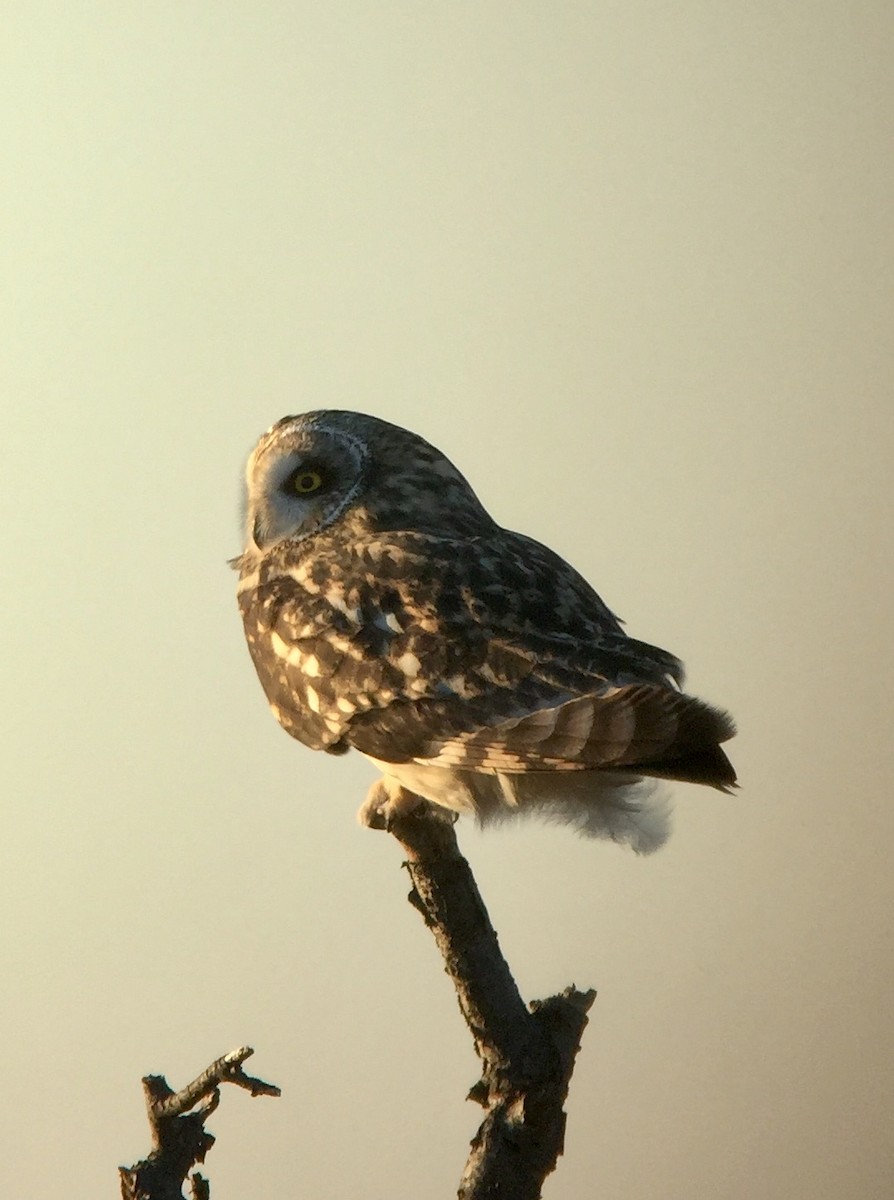 Short-eared Owl (Northern) - ML188010131