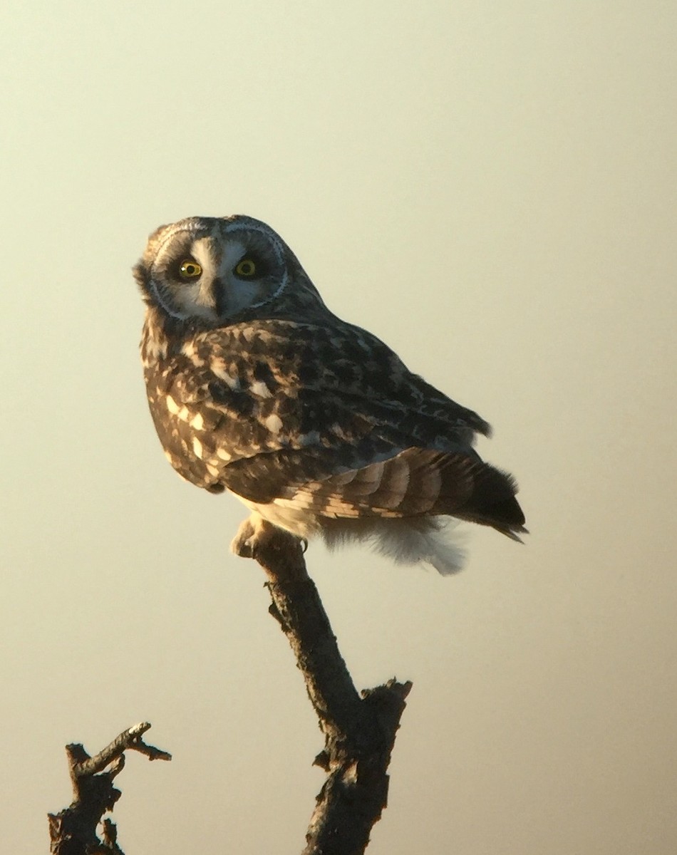 Short-eared Owl (Northern) - Rick Heil