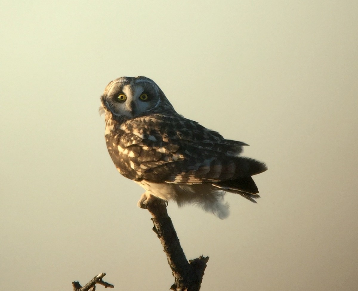 Short-eared Owl (Northern) - ML188010151