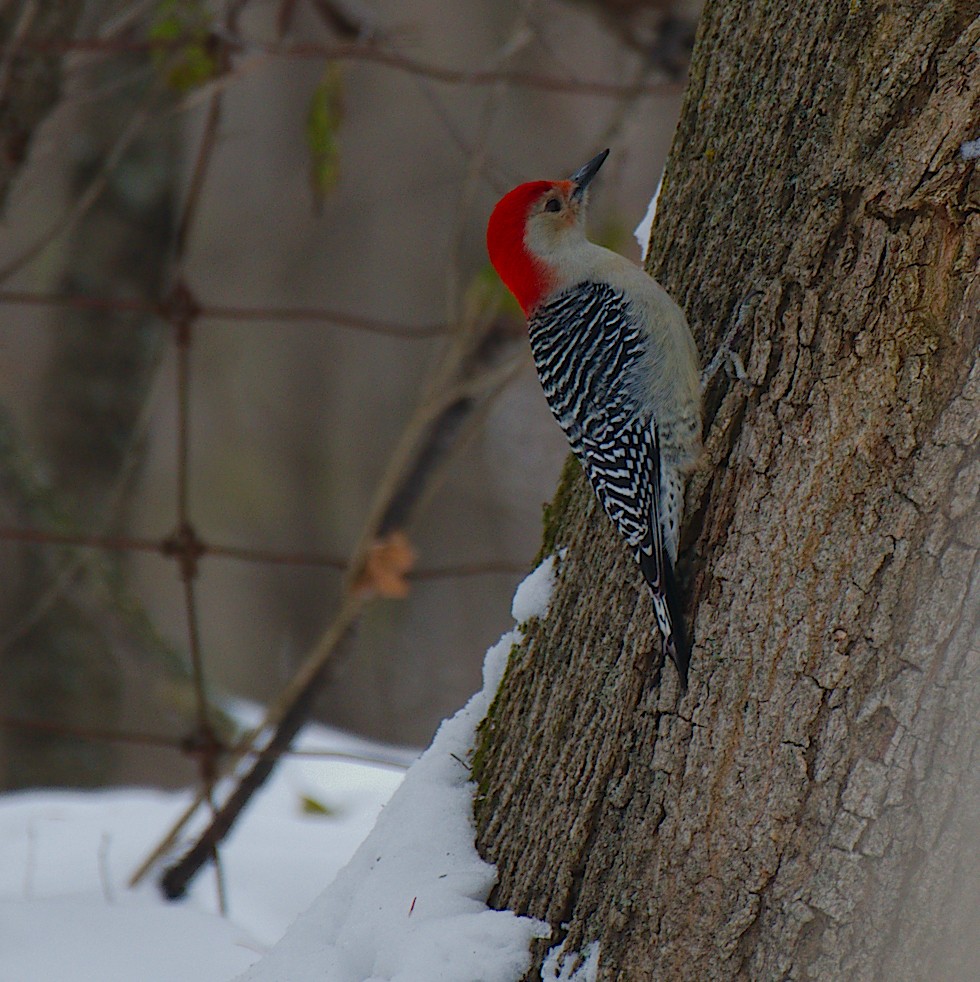 Red-bellied Woodpecker - Rick Beaudon