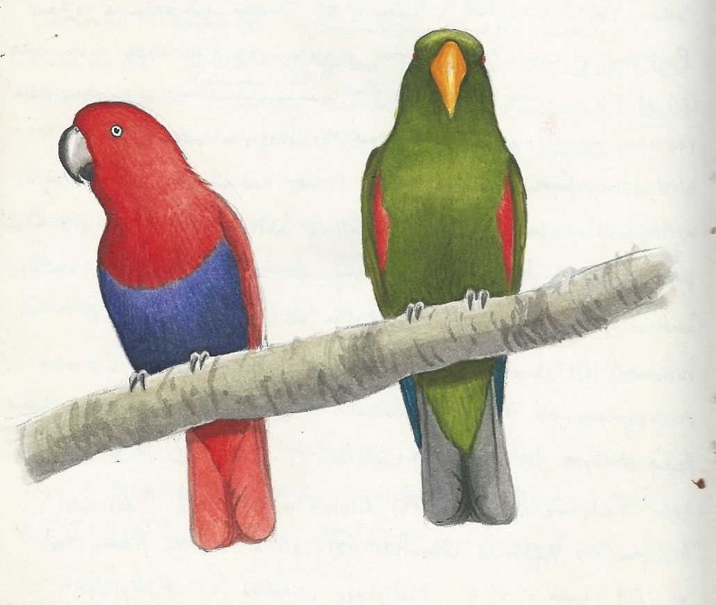 Papua Eklektus Papağanı - ML188024141