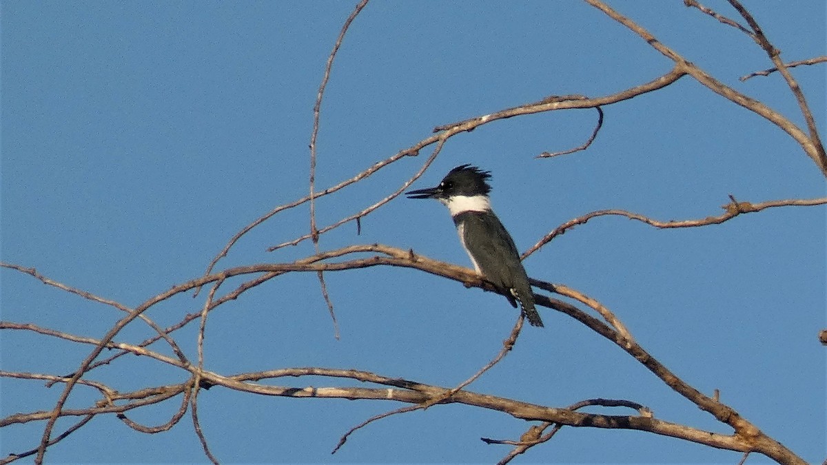Belted Kingfisher - ML188024731