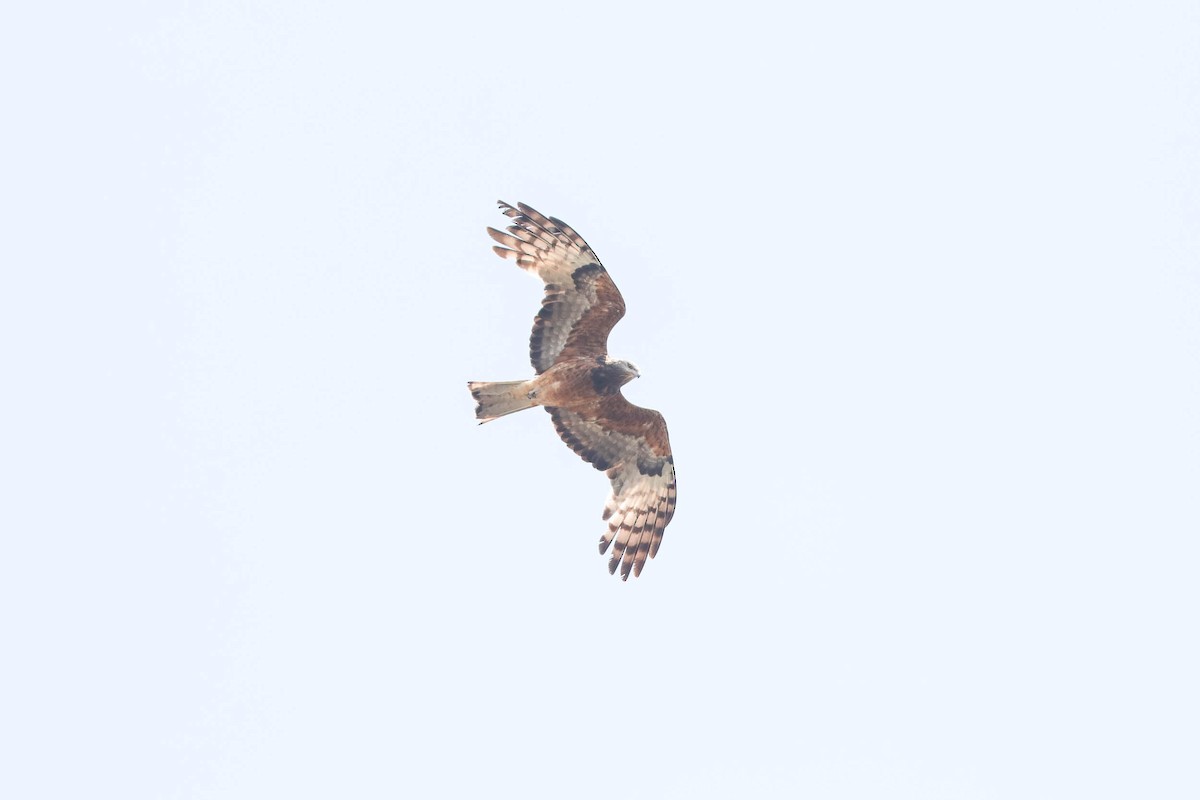 Square-tailed Kite - Ged Tranter