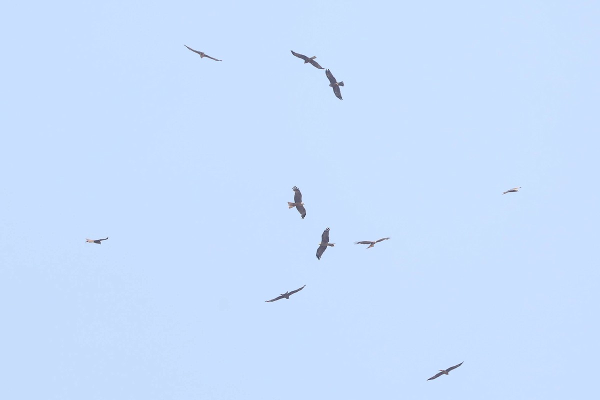Black Kite - Ged Tranter