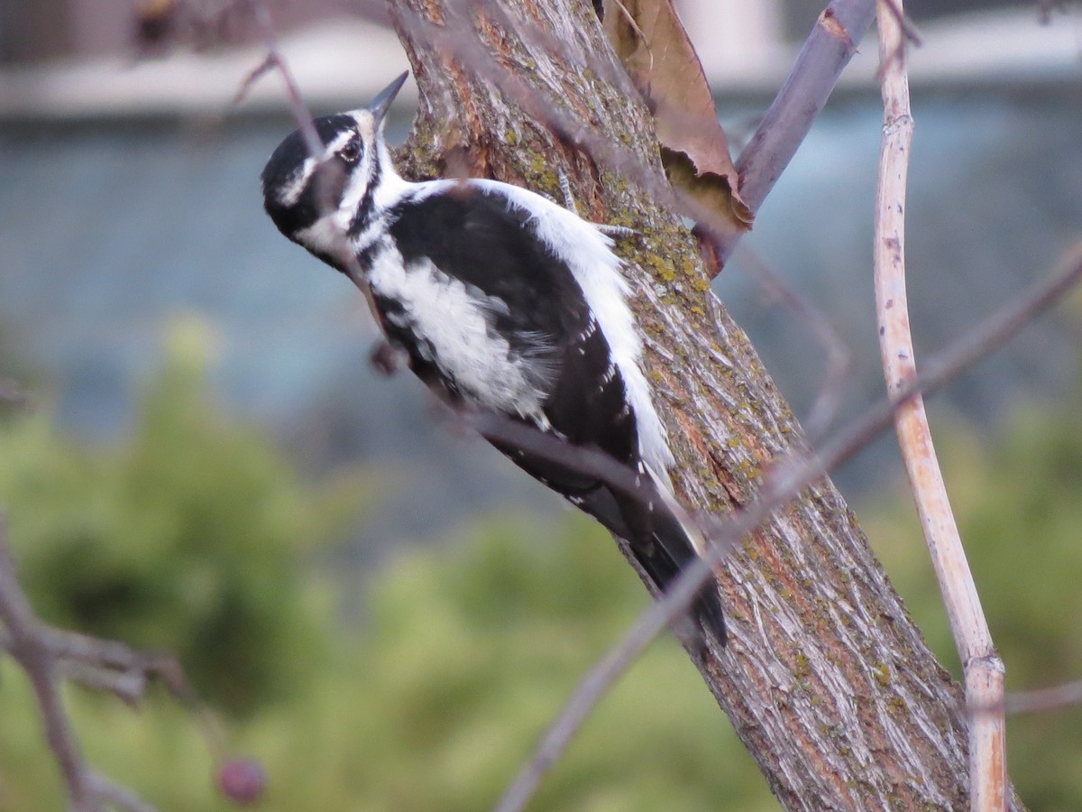 Hairy Woodpecker - Susan Daugherty