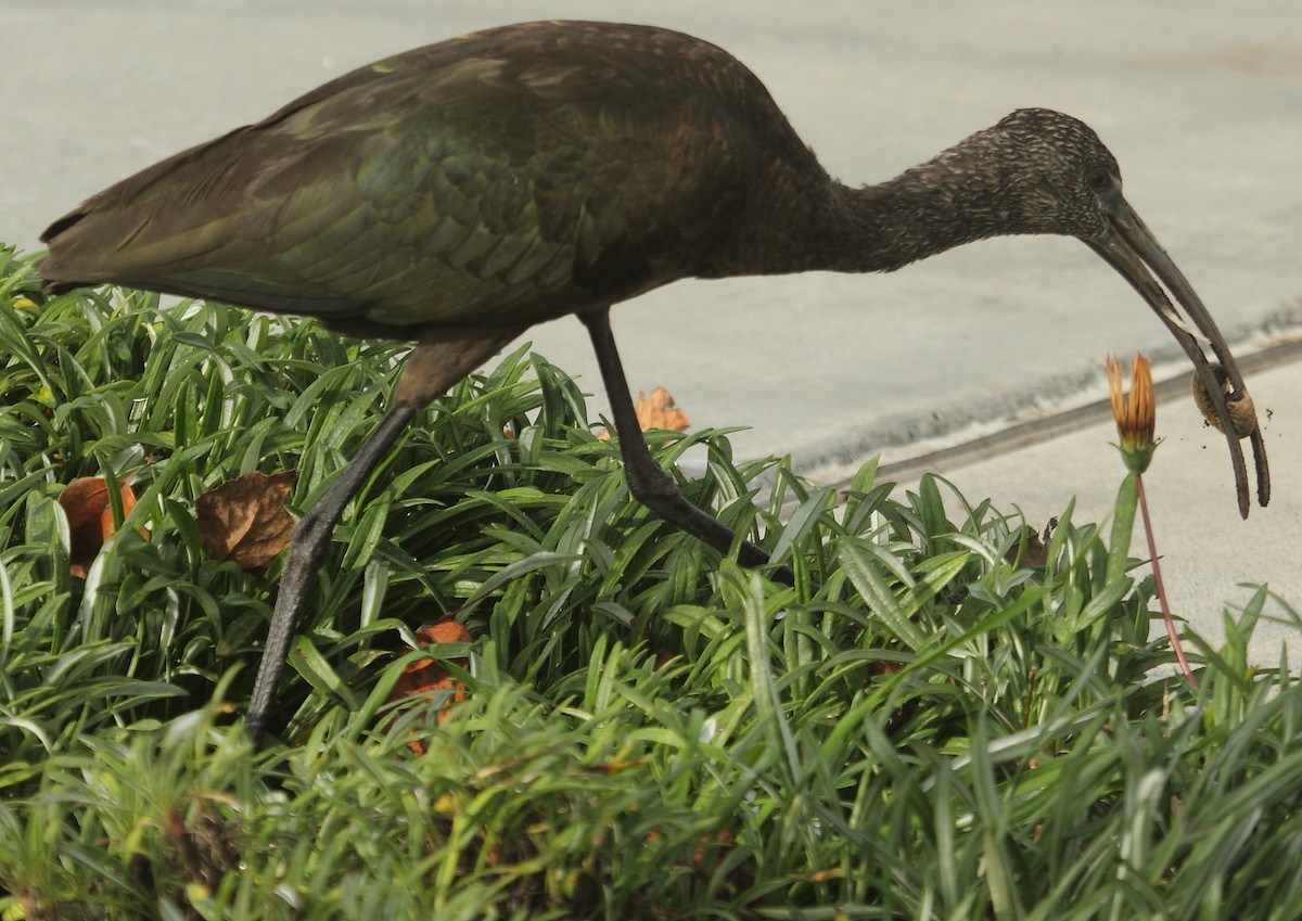 ibis americký - ML188026971