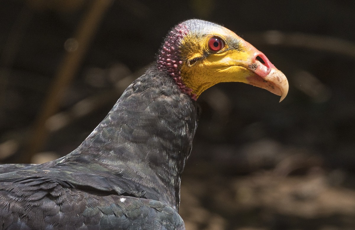 Greater Yellow-headed Vulture - ML188028471