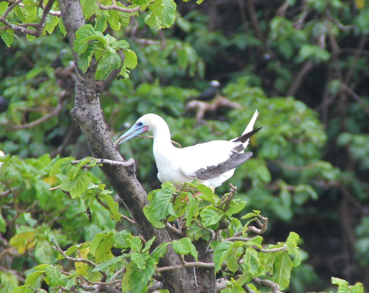 Red-footed Booby - ML188029061