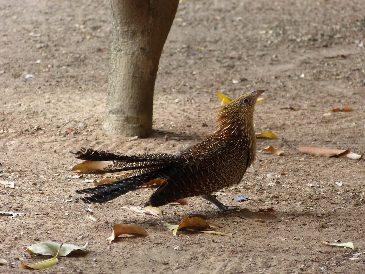 Pheasant Coucal - Mattea Taylor