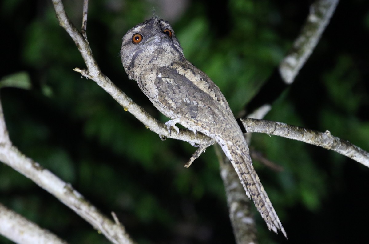 Marbled Frogmouth - ML188031271
