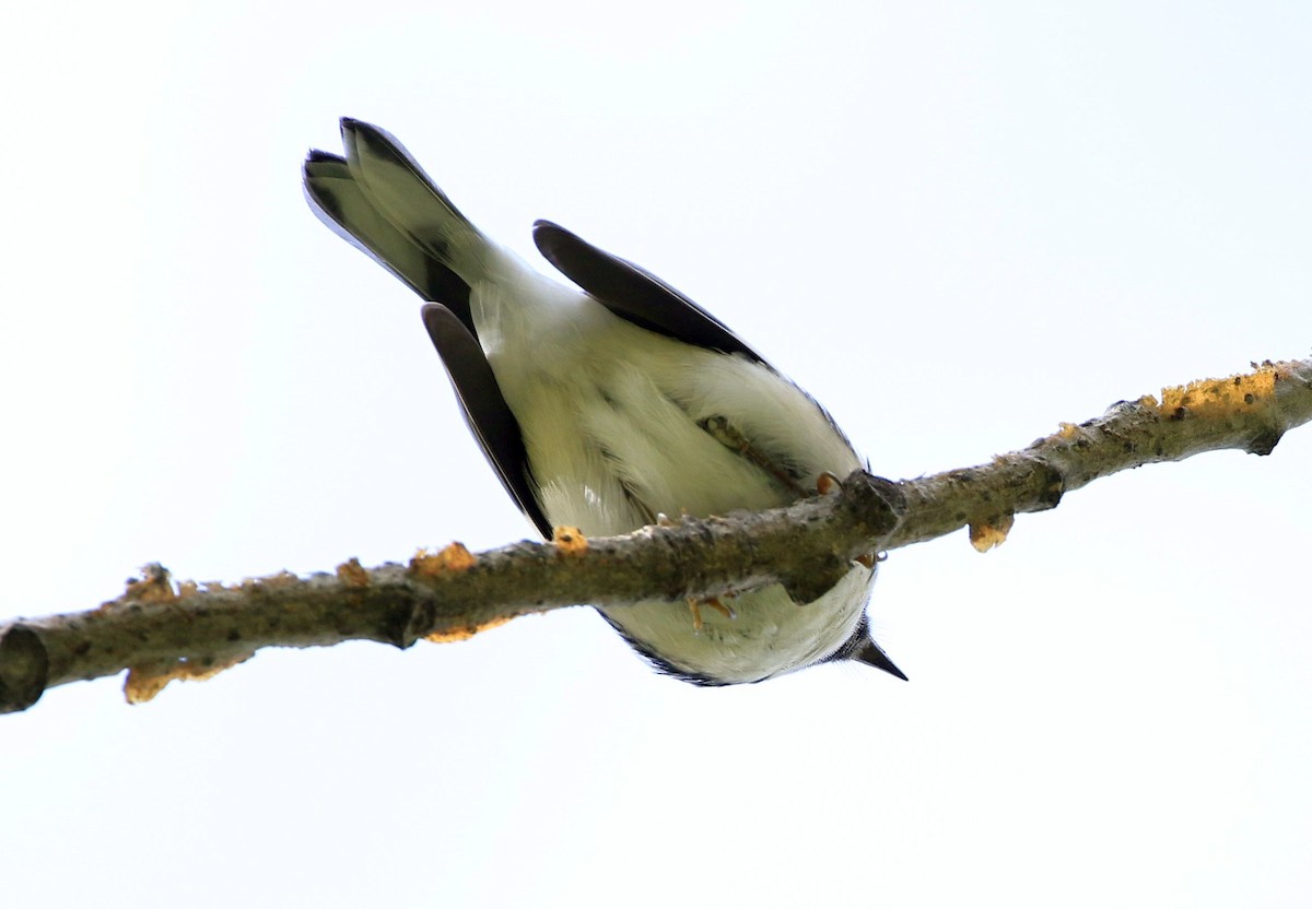 Black-throated Blue Warbler - David Bird