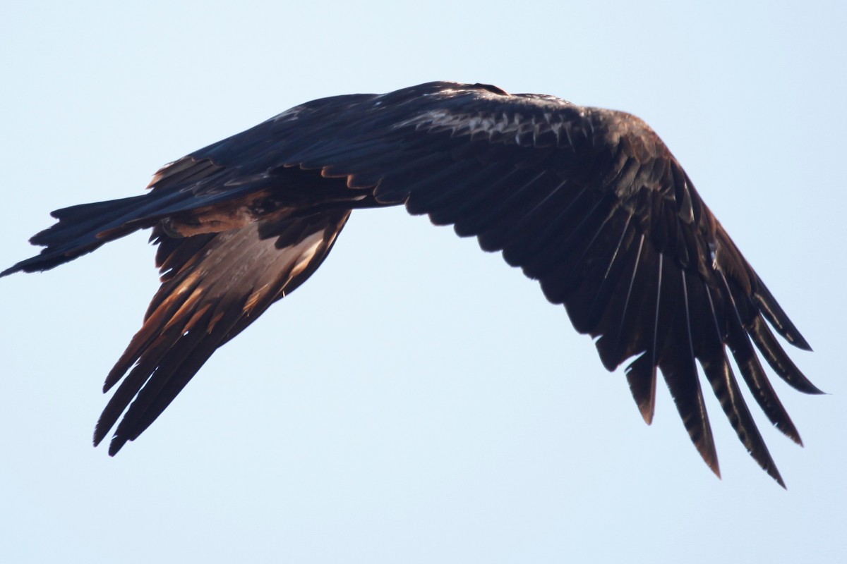 Wedge-tailed Eagle - ML188032811