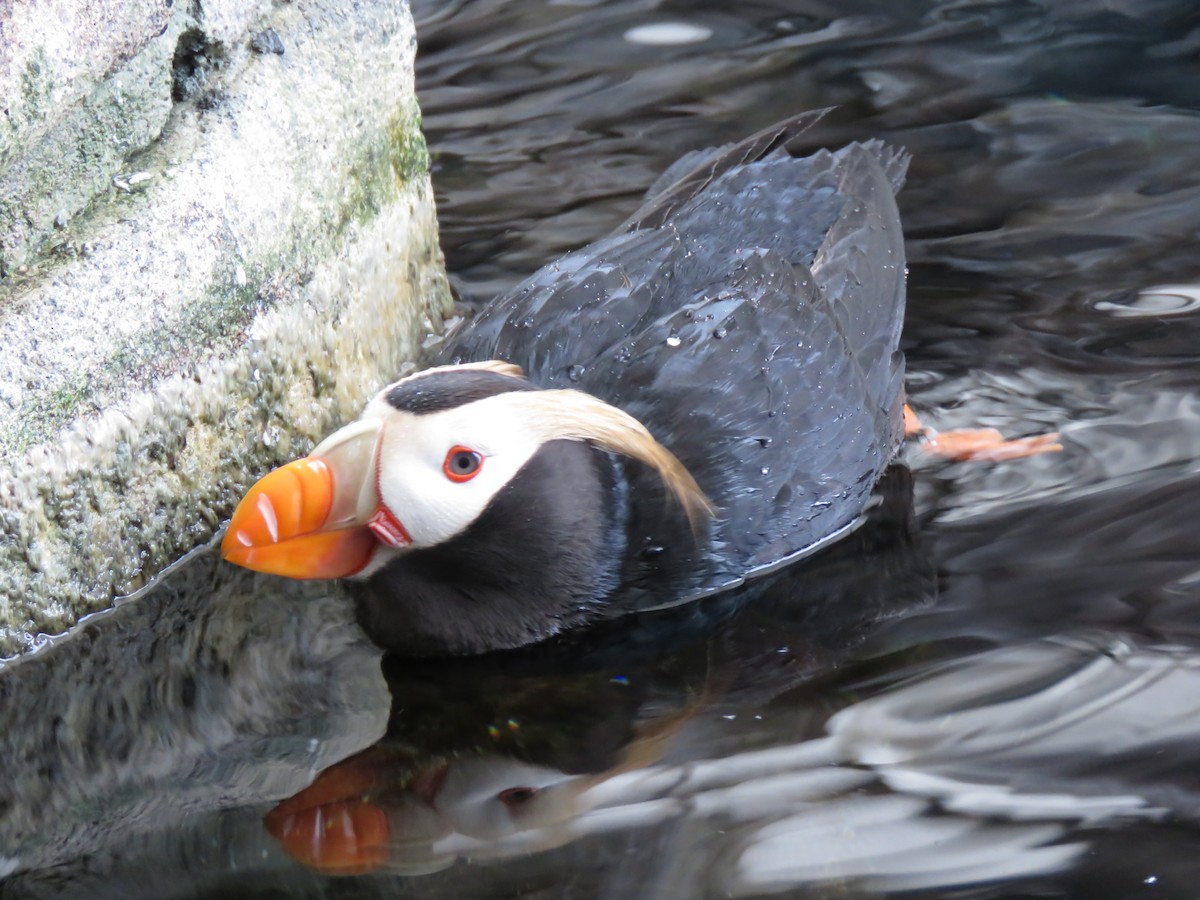 Tufted Puffin - ML188034231