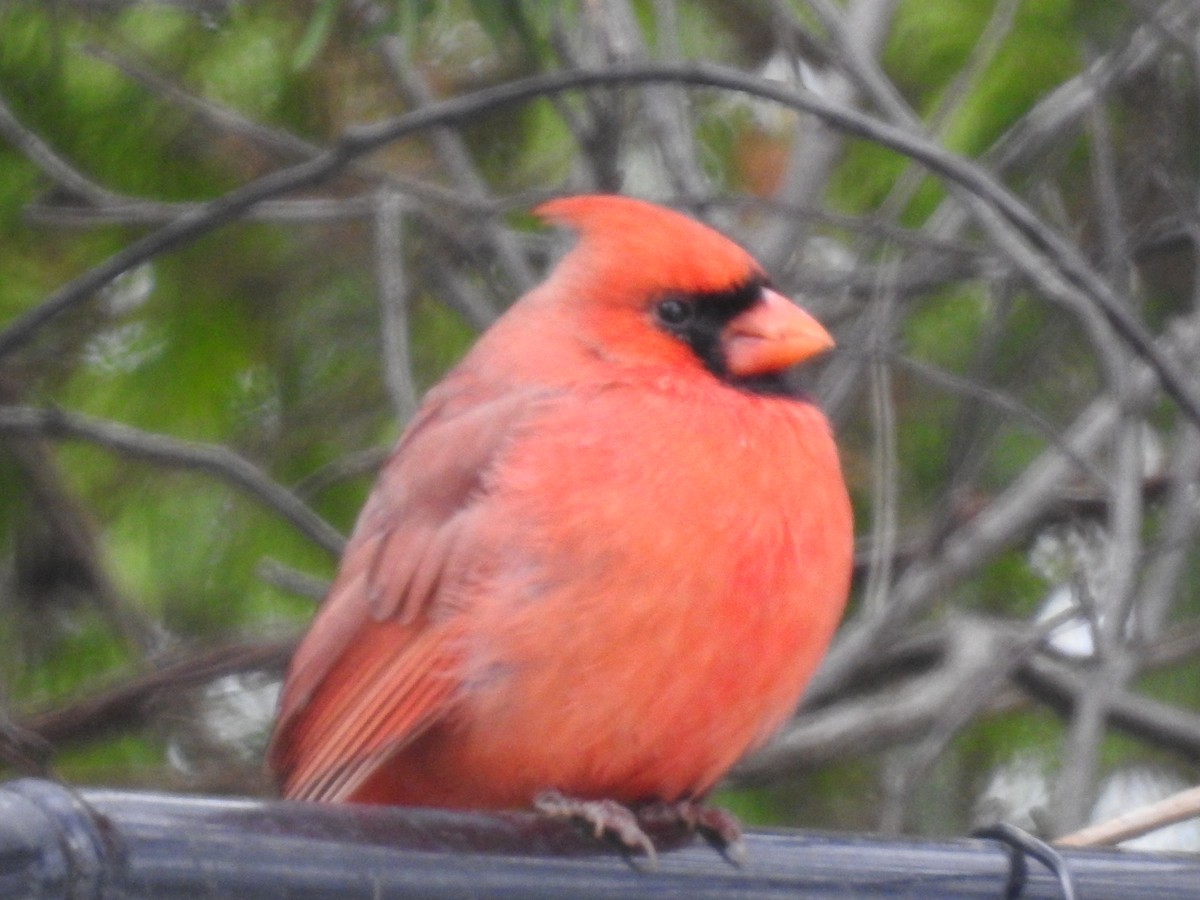 Northern Cardinal - Cindy Burley