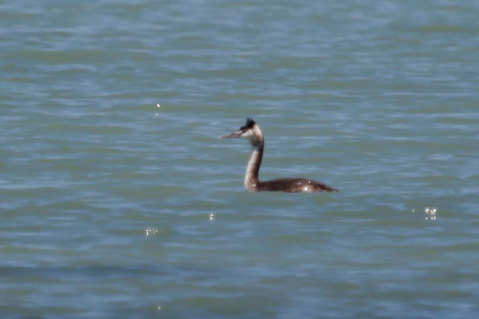 Great Crested Grebe - ML188037361