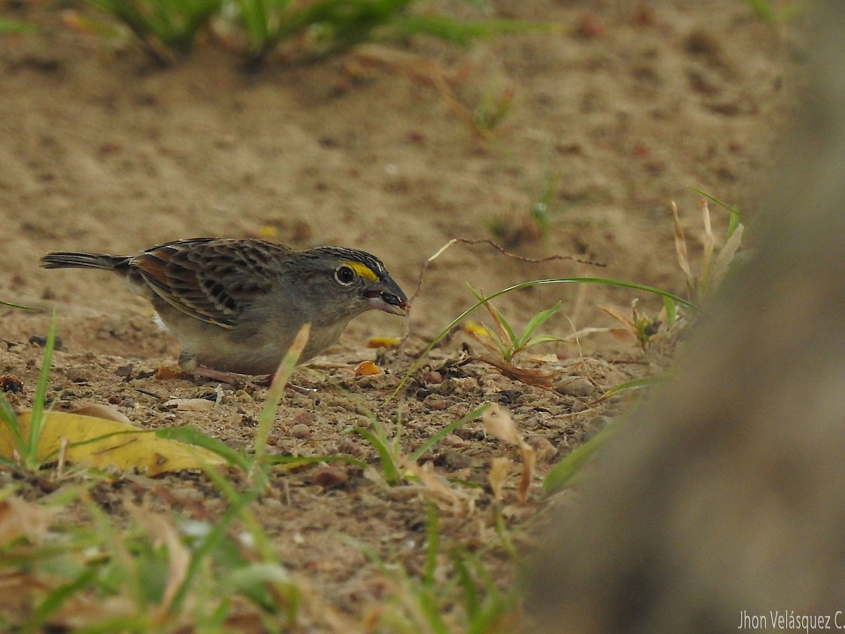 Grassland Sparrow - ML188038971