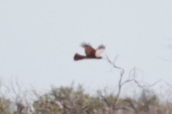 Spotted Harrier - ML188039051