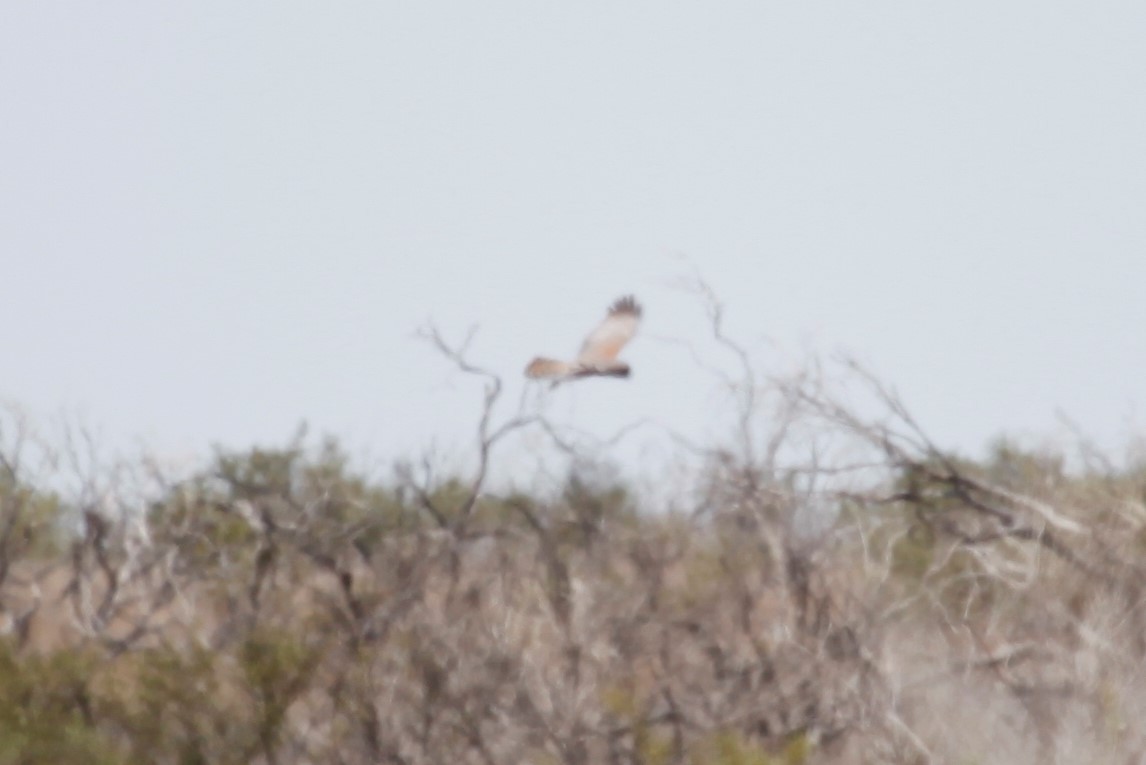 Spotted Harrier - ML188039071