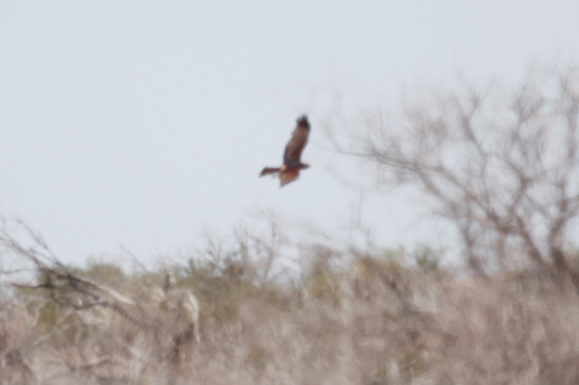 Spotted Harrier - ML188039081