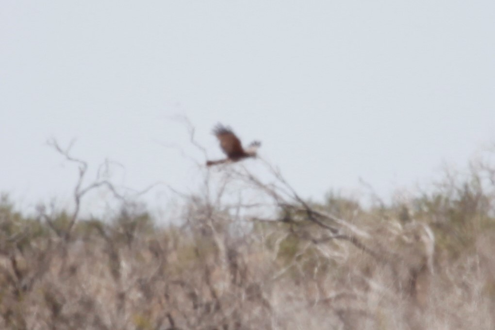 Spotted Harrier - Liam Correy