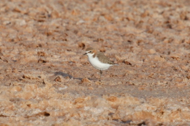 Red-capped Plover - ML188039201
