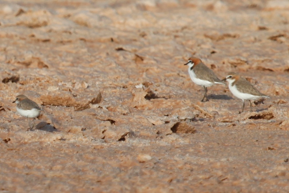 Red-capped Plover - ML188039211