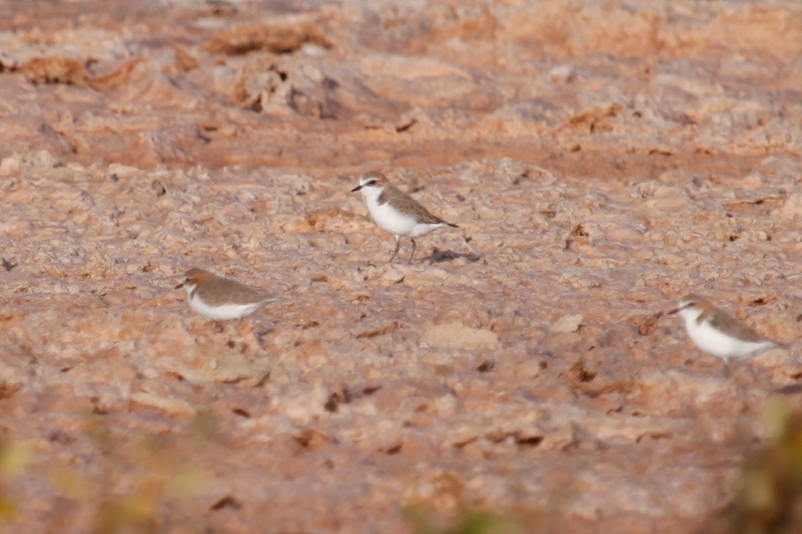 Red-capped Plover - ML188039221