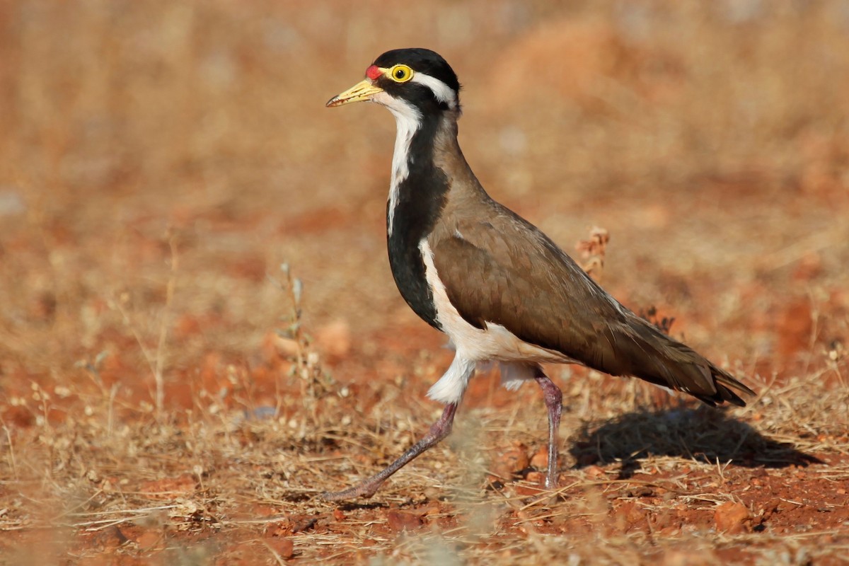 Banded Lapwing - ML188040471