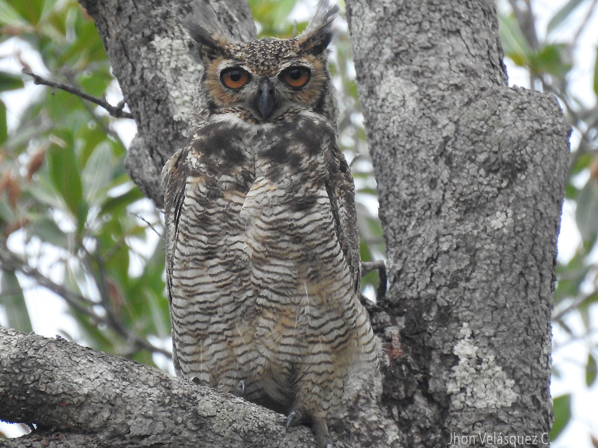Great Horned Owl - Jhon Velasquez