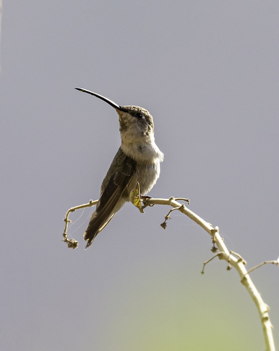 Oasis Hummingbird - Pranav Narasimhan