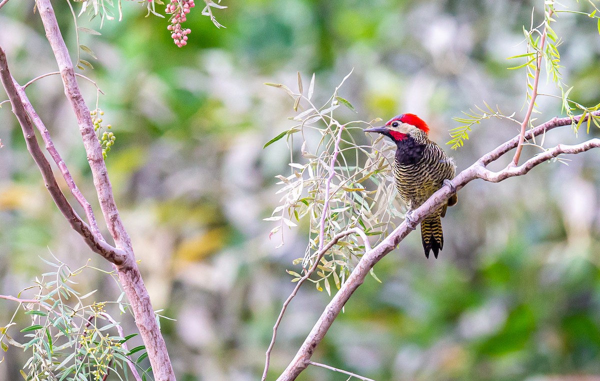 Black-necked Woodpecker - Pranav Narasimhan