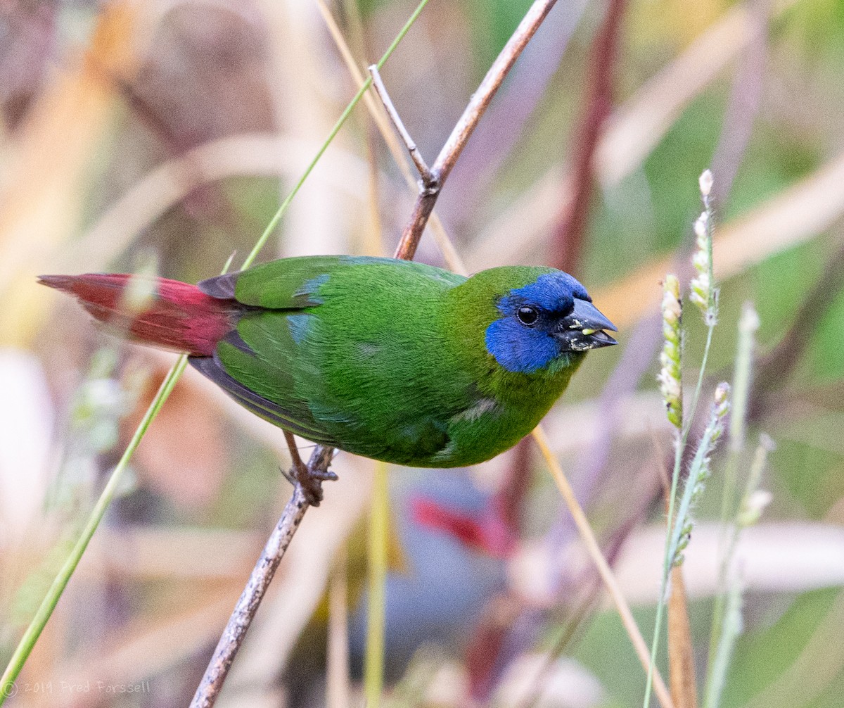 Blue-faced Parrotfinch - ML188044921