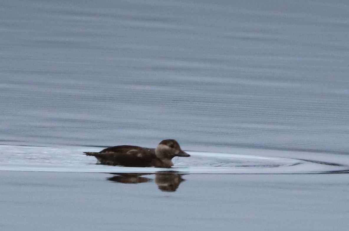 Long-tailed Duck - ML188045081