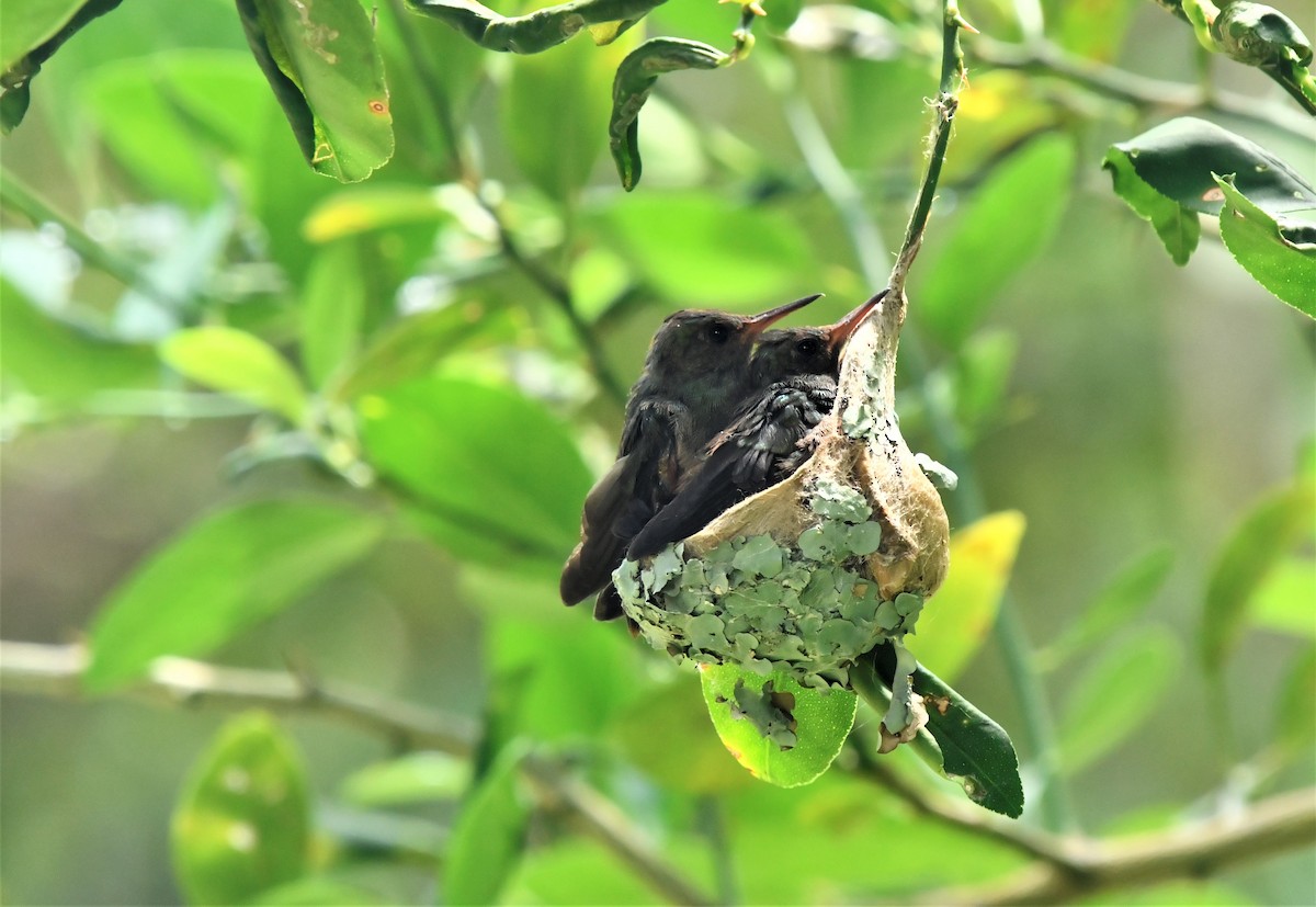 Rufous-tailed Hummingbird - ML188046951