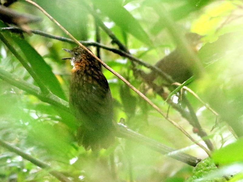 Rusty-breasted Wren-Babbler - ML188047691