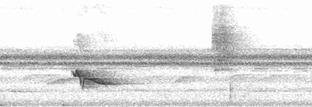オジロツグミ（ardosiaceus／albiventris） - ML188056