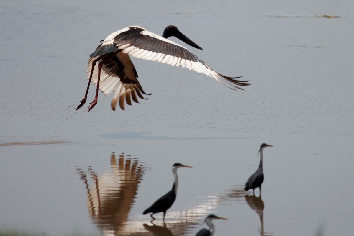 Black-necked Stork - Liam Correy