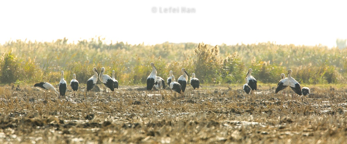 Oriental Stork - Lefei Han