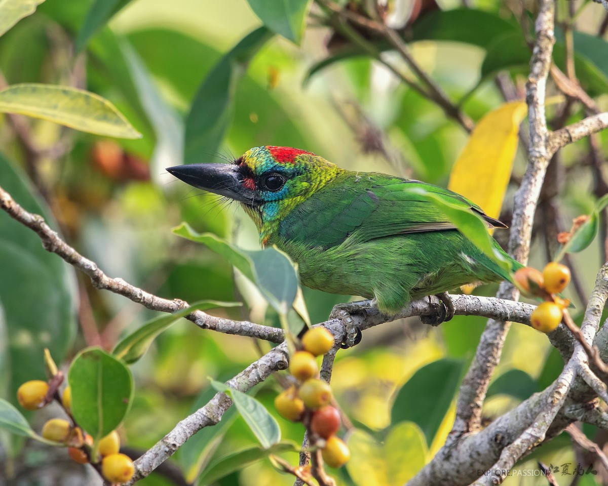 Red-throated Barbet - ML188061551