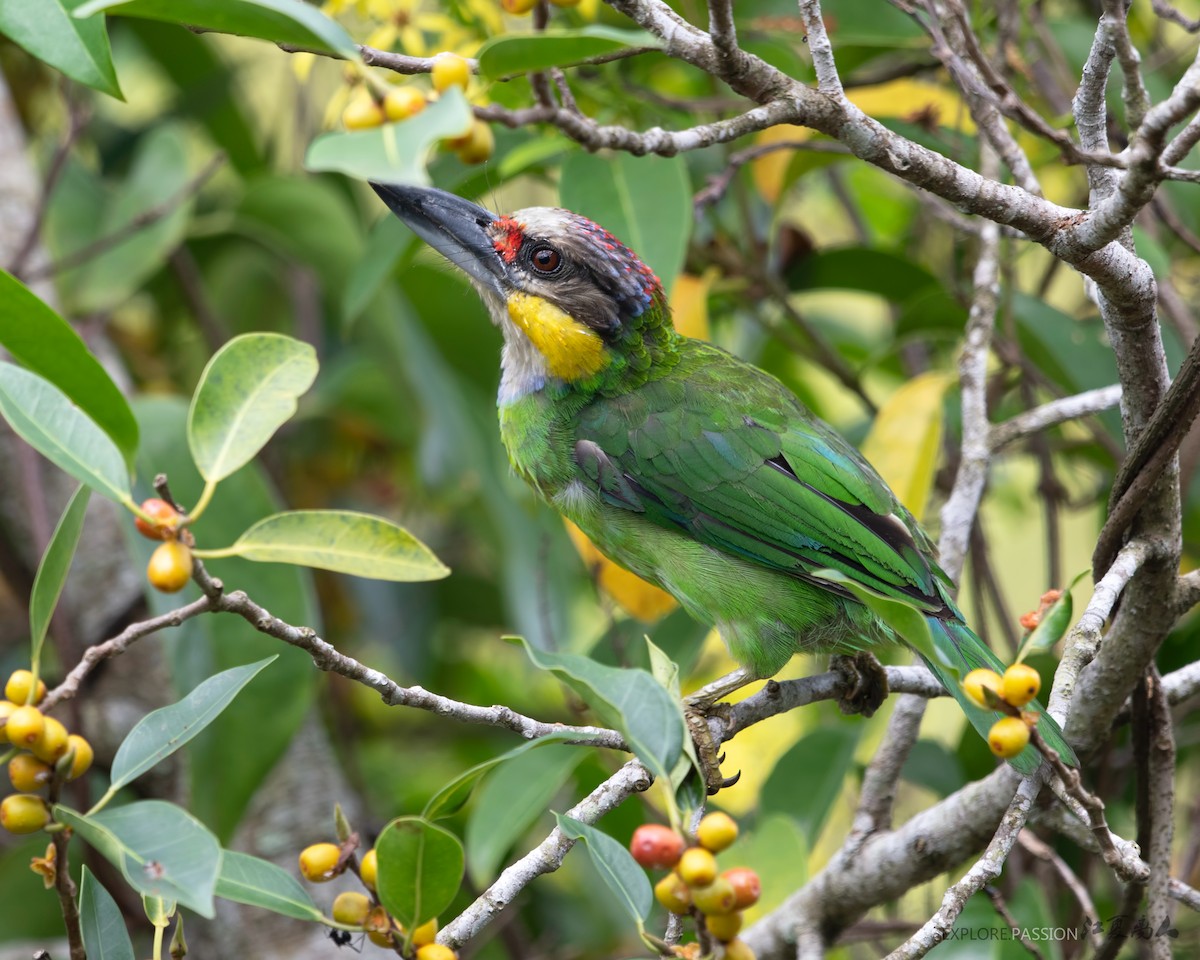 Gold-whiskered Barbet (Gold-whiskered) - Wai Loon Wong