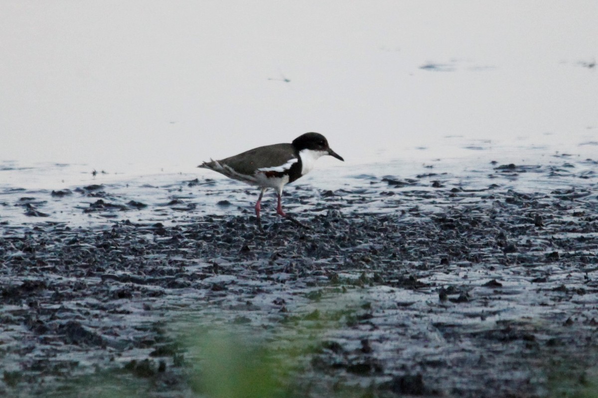 Red-kneed Dotterel - ML188063061
