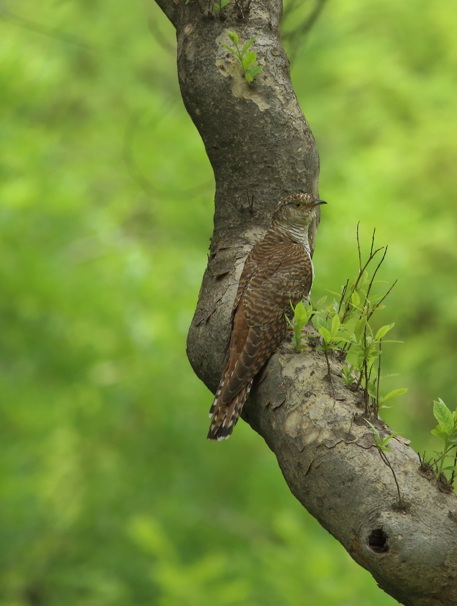 Common Cuckoo - Sue Oertli