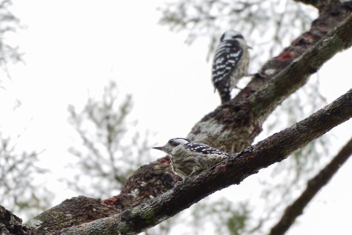 Gray-capped Pygmy Woodpecker - Harn Sheng Khor