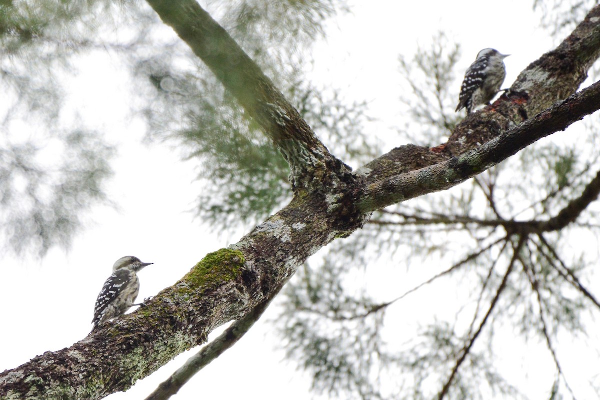 Gray-capped Pygmy Woodpecker - ML188067351