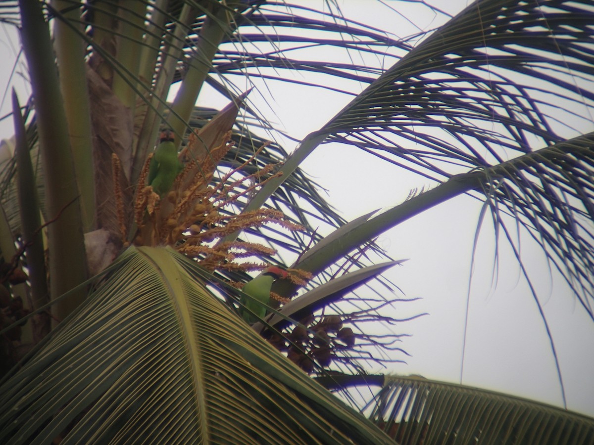 Uzun Kuyruklu Yeşil Papağan - ML188070831