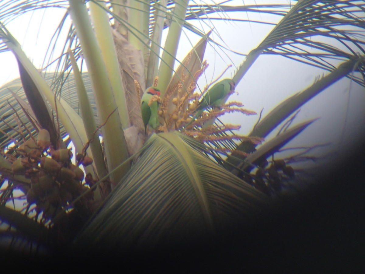 Uzun Kuyruklu Yeşil Papağan - ML188070851